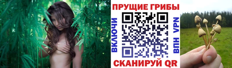 Галлюциногенные грибы мухоморы  где продают   Карасук 